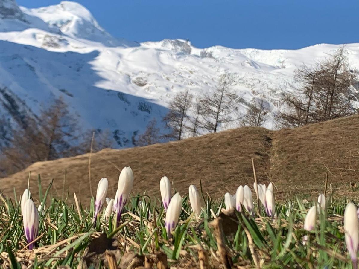 Chalet Birkhahn Saas Fee Εξωτερικό φωτογραφία